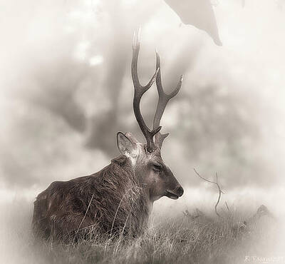 Shop for  Art Prints