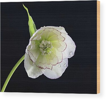 Natural Wood Prints
