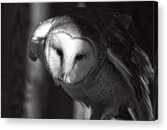 American Barn Owl Monochrome Acrylic Print