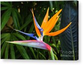 Bird Of Paradise Strelitzia Reginae Flower Acrylic Print