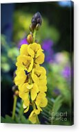 Popcorn Cassia 'senna Didymobotrya' Acrylic Print