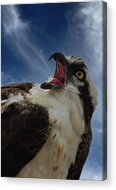 Sound The Alarm Acrylic Print