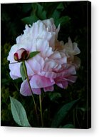 Rain-soaked Peony in Bloom Acrylic Print
