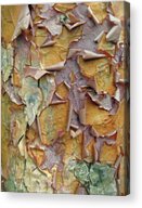 Peeling Bark Texture Close-Up Acrylic Print