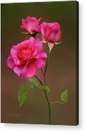 Digitally Painted Roses Acrylic Print