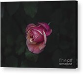 Dying Love Acrylic Print
