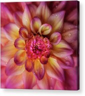 Jewel Drops Dahlia Acrylic Print