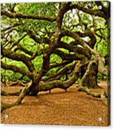 Angel Oak Tree Expansive Branches Acrylic Print