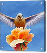 Bless  You Acrylic Print