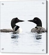 Pair of Loons on Serene Lake Acrylic Print