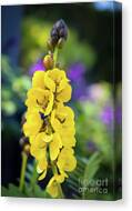Popcorn Cassia 'senna Didymobotrya' Canvas Print