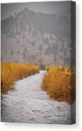 The Flatirons At Chautauqua Park Boulder Colorado Canvas Print