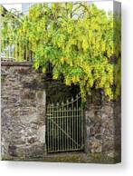 Yellow Blooms Over Iron Gate Canvas Print