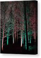 Longwood Gardens - Tree Walk At Night Canvas Print