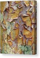 Peeling Bark Texture Close-Up Canvas Print
