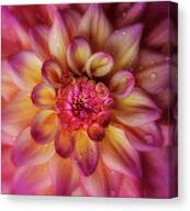 Jewel Drops Dahlia Canvas Print