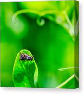 Two Flies Caught In The Act Canvas Print