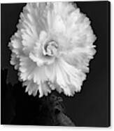Monochrome Flower Close-Up Canvas Print