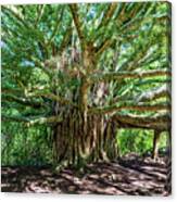Majestic Banyan Tree Canvas Print