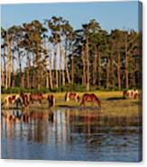 Chincoteague Island Ponies Canvas Print