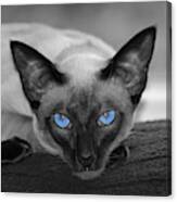 Hey There Blue Eyes - Siamese Cat Canvas Print