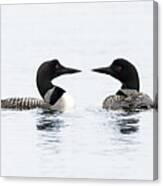 Pair of Loons on Serene Lake Canvas Print
