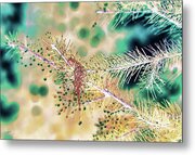 Raindrops On Evergreen Tree Metal Print