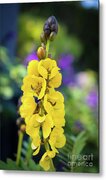 Popcorn Cassia 'senna Didymobotrya' Metal Print