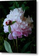 Rain-soaked Peony in Bloom Metal Print