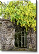 Yellow Blooms Over Iron Gate Metal Print