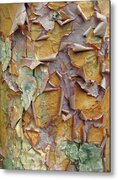 Peeling Bark Texture Close-Up Metal Print