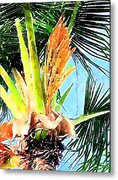 Under The Coconut Palm Metal Print