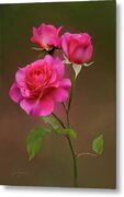 Digitally Painted Roses Metal Print