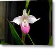 Longwood Gardens - Orchid 5 Metal Print by Richard Reeve