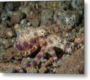 Blue Ring Octopus #4 Metal Print