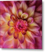 Jewel Drops Dahlia Metal Print
