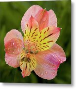 Peruvian Lily Flower Metal Print