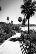 Laguna Beach Heisler Park In Black And White Poster