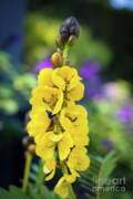 Popcorn Cassia 'senna Didymobotrya' Poster