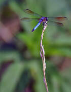 Blue Dragonfly on a Twig Poster