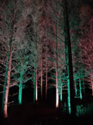 Longwood Gardens - Tree Walk At Night Poster