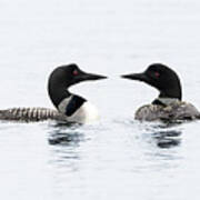 Pair of Loons on Serene Lake Poster