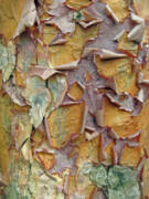 Peeling Bark Texture Close-Up Art Print