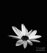 Soliloquy To Be Art Print