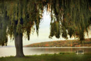 Serene Lakeside Willow Tree View Art Print