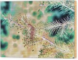 Raindrops On Evergreen Tree Wood Print
