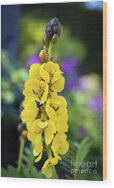 Popcorn Cassia 'senna Didymobotrya' Wood Print