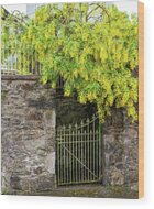 Yellow Blooms Over Iron Gate Wood Print