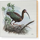 White-faced Ibis Wood Print