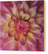 Jewel Drops Dahlia Wood Print
